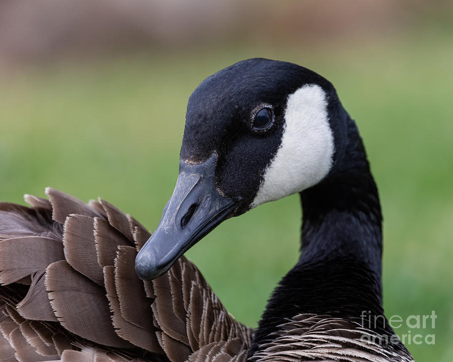 Canada Goose Photograph by Alma Danison
