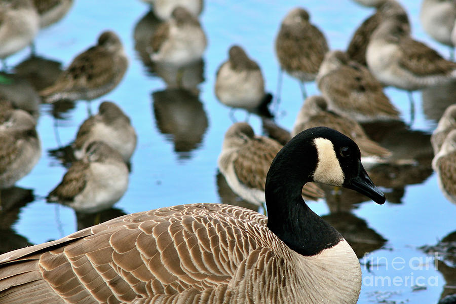 Bird Photograph - Canada Goose And Friends by Terry Elniski