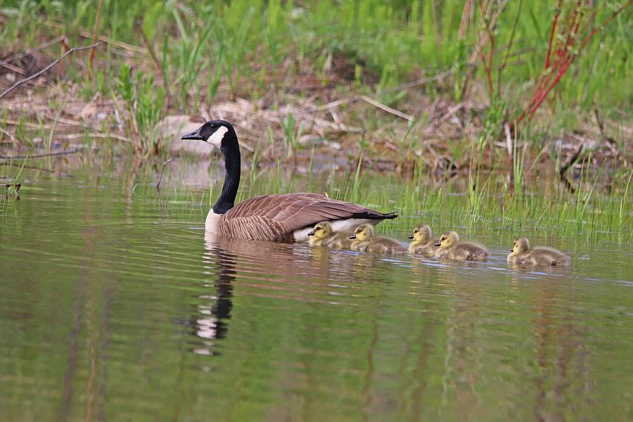 Canada Goose and Goslings Photograph by Marlin and Laura Hum