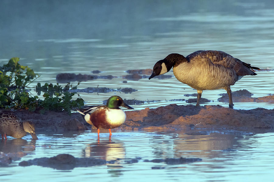 Canada Goose and Northern Shovelers 6439-121918-1 Photograph by Tam Ryan