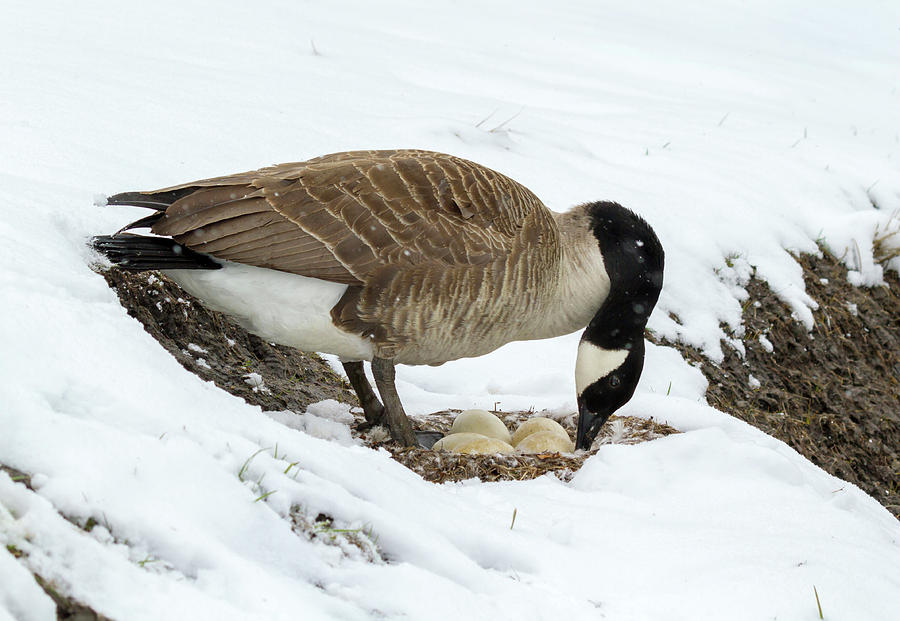 Canada Goose At Nest In Snow Photograph by Ivan Kuzmin