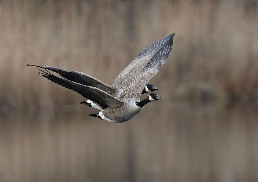 Nature Photograph - Canada Goose (branta Canadensis) by Allan Wallberg