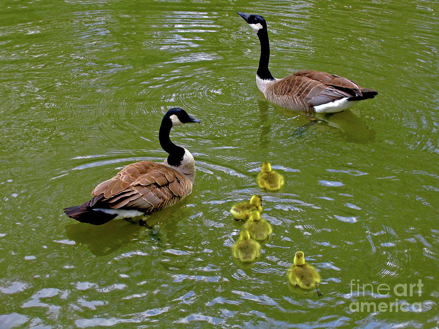 Animal Photograph - Canada Goose Family by Ann Horn