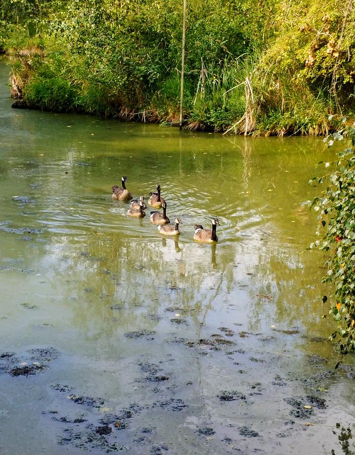 Canada Goose Family Photograph by Darrell MacIver - Fine Art America