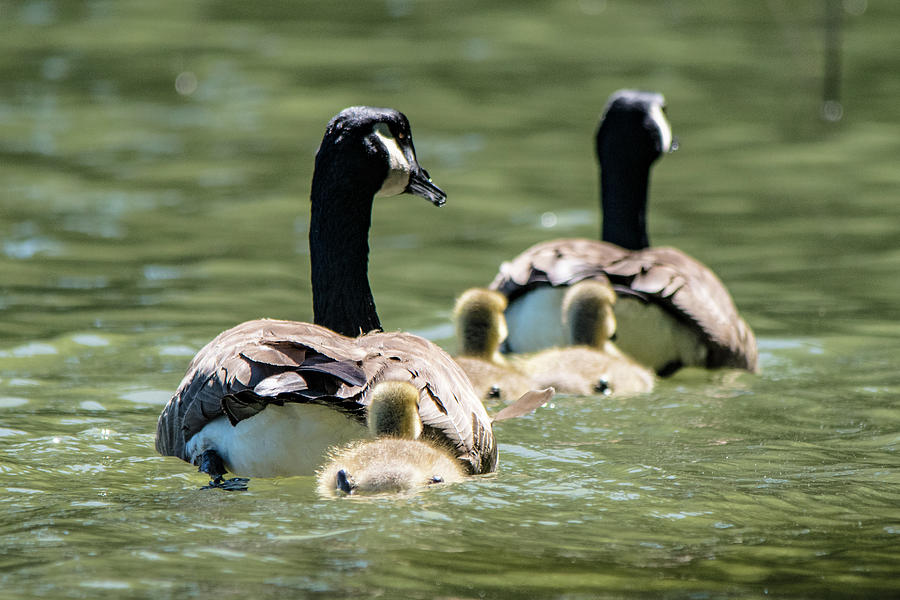 Canada Goose Family Swim Photograph by Mary Ann Artz