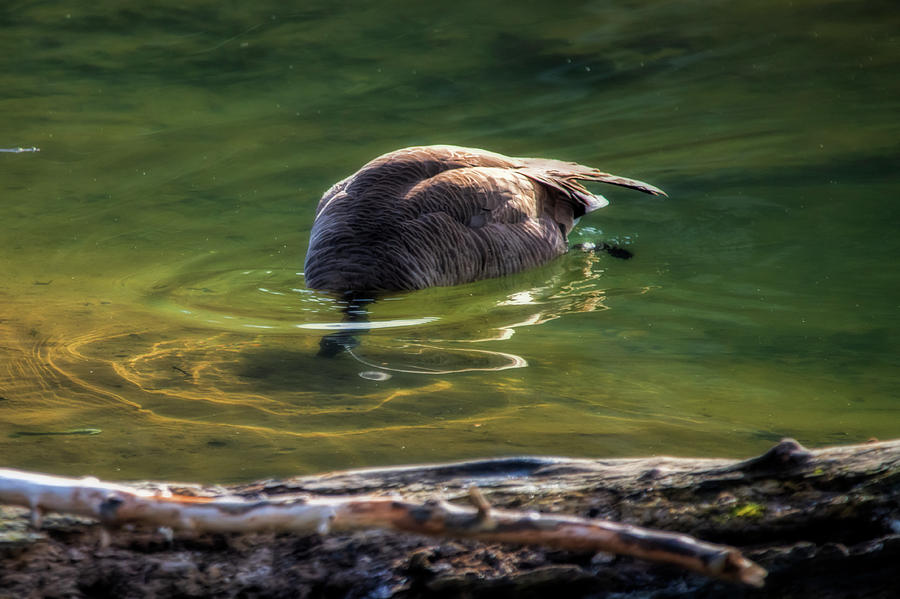 Canada goose feeding under clear water Photograph by Dan Friend