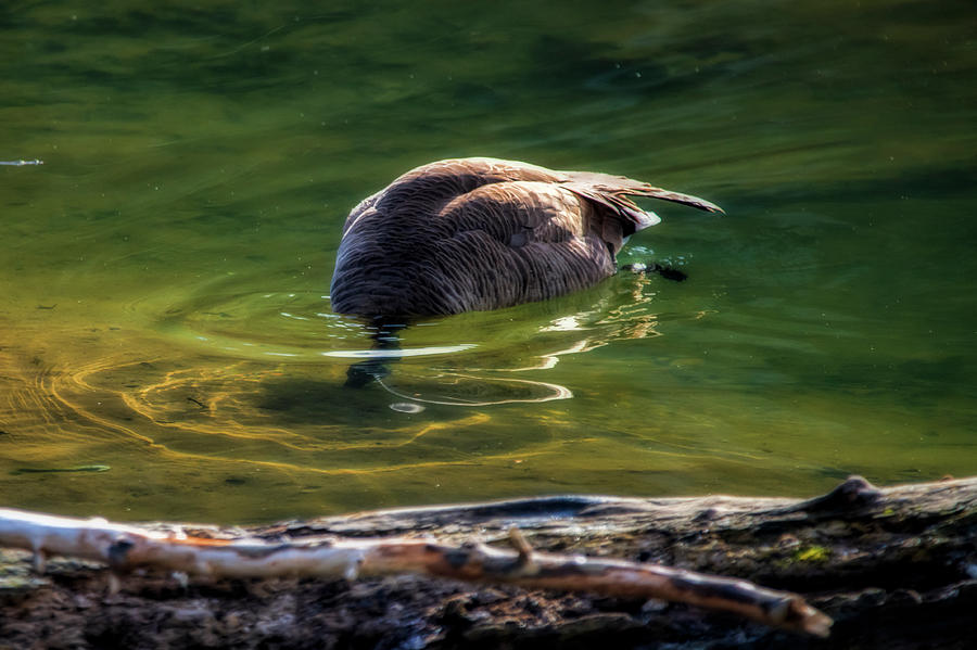 Canada goose feeding under clear water in stream Photograph by Dan Friend