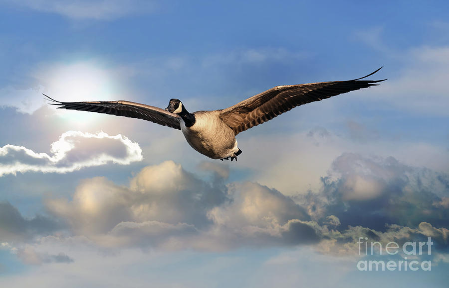 Canada Goose Flying Over Clouds with the sun at wing tip Photograph by Patrick Wolf