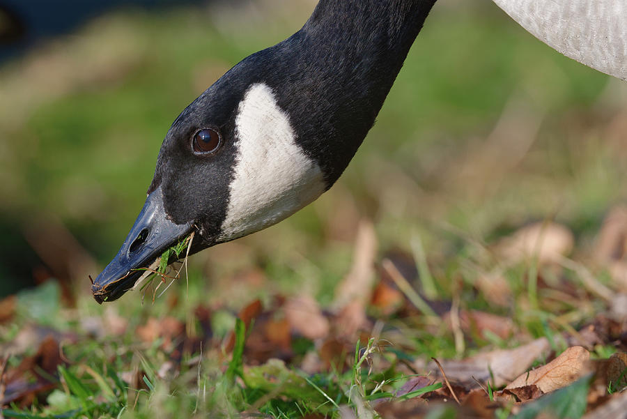 Canada Goose Foraging On The Grassy Margins Of A Lake Photograph by Nick Upton / Naturepl.com Canada Goose Foraging On The Grassy Margins Of A Lake Photograph by Nick Upton / Naturepl.com
