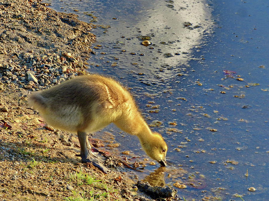 Canada Goose Gosling Photograph by Lyuba Filatova