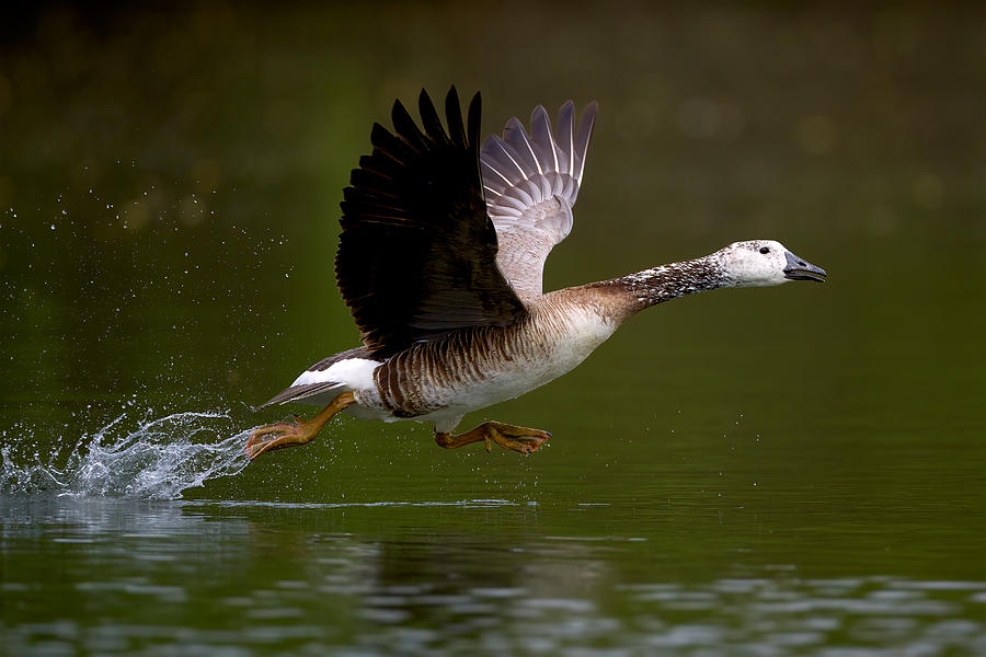 Nature Photograph - Canada Goose Hybrid In Flight by Johnny Chen