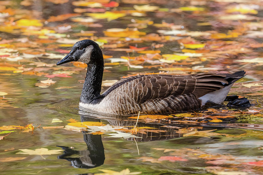 Canada Goose In Autumn Photograph by Morris Finkelstein