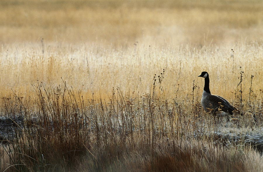 Canada Goose In Field Of Frosted Grass Photograph by Darrell Gulin