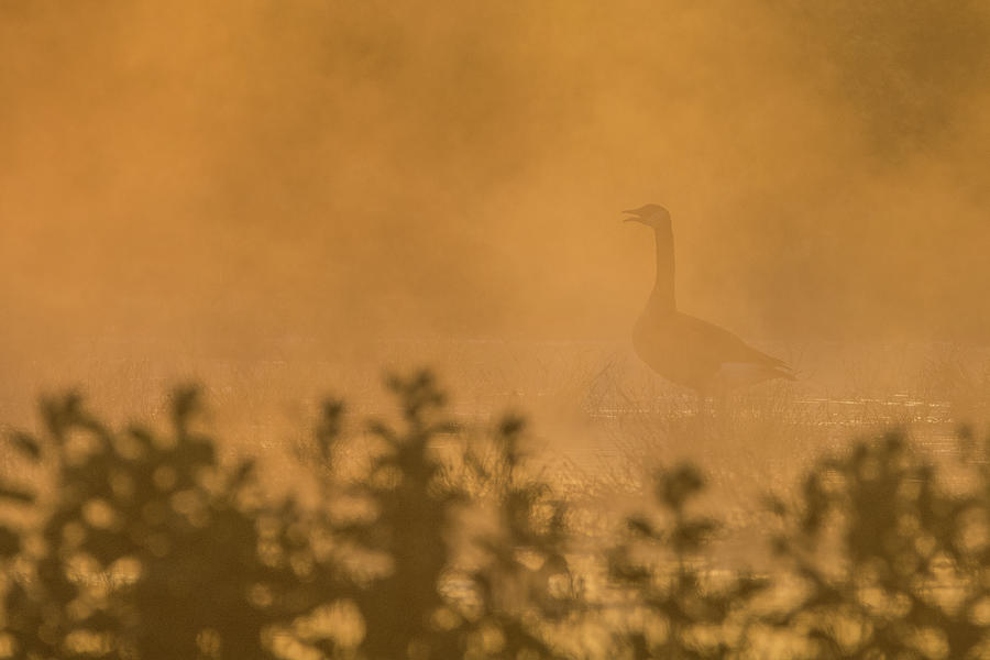 Canada Goose in the Mist 3914-120918-1cr Photograph by Tam Ryan
