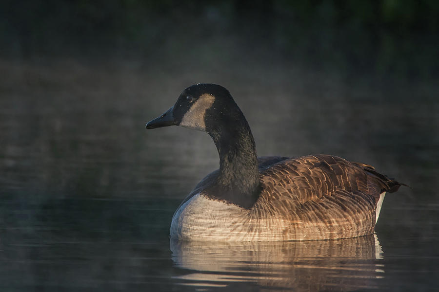 Canada Goose in the Mist 8578-122818-1 Photograph by Tam Ryan