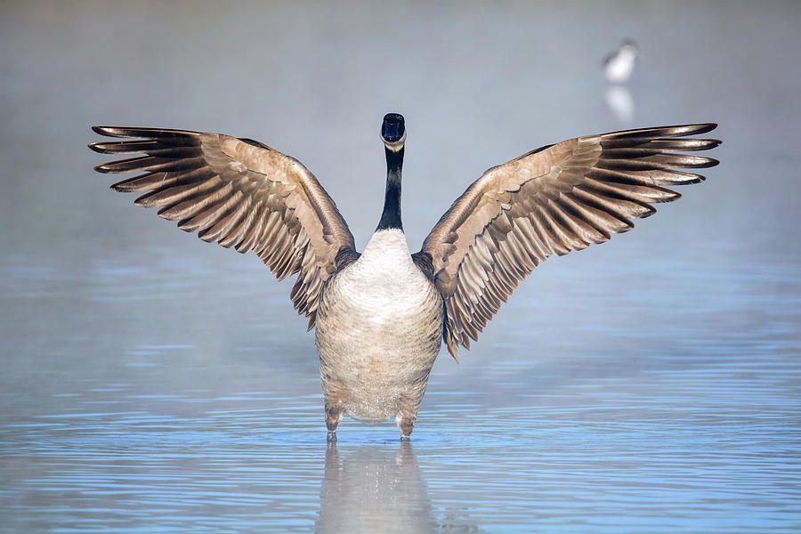 Canada Goose in the Mist 9679-010419-1 Photograph by Tam Ryan