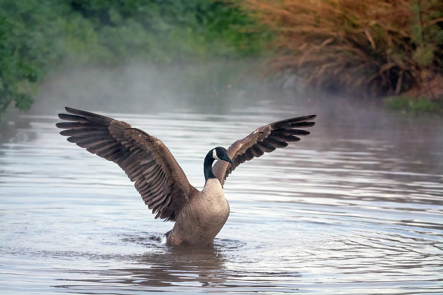 Canada Goose in the Mist 9893-010519-1 Photograph by Tam Ryan