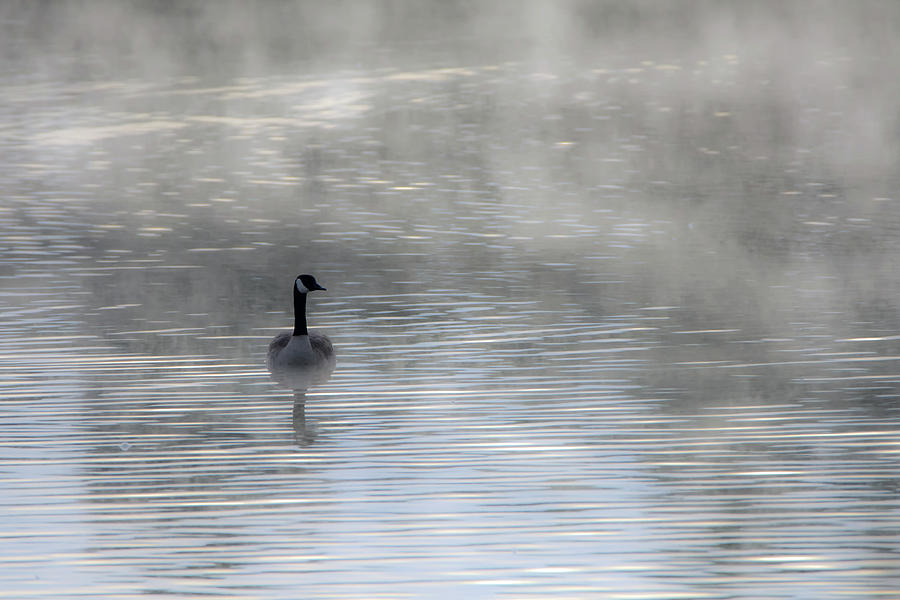 Canada Goose in the Mist 9954-010519-1 Photograph by Tam Ryan