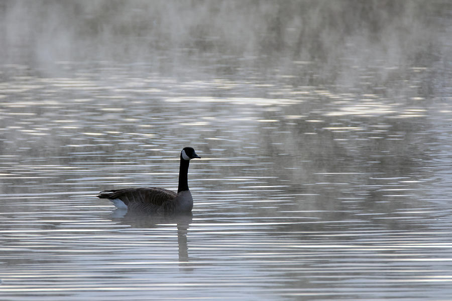 Canada Goose in the Mist 9955-010519 Photograph by Tam Ryan