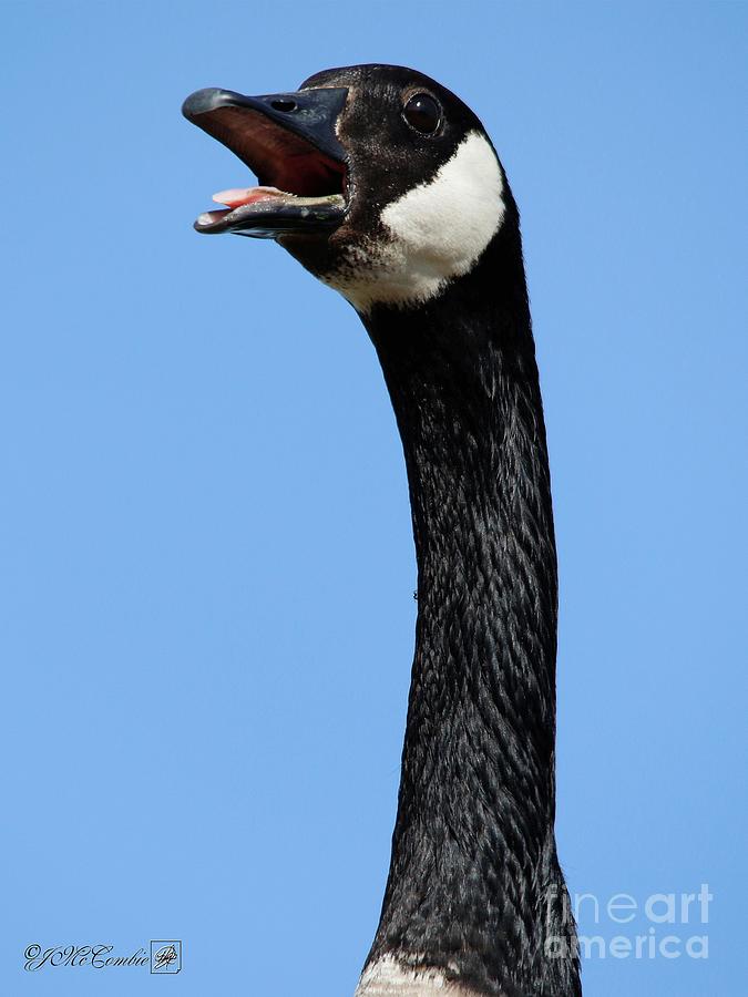 Canada Goose Photograph by J McCombie
