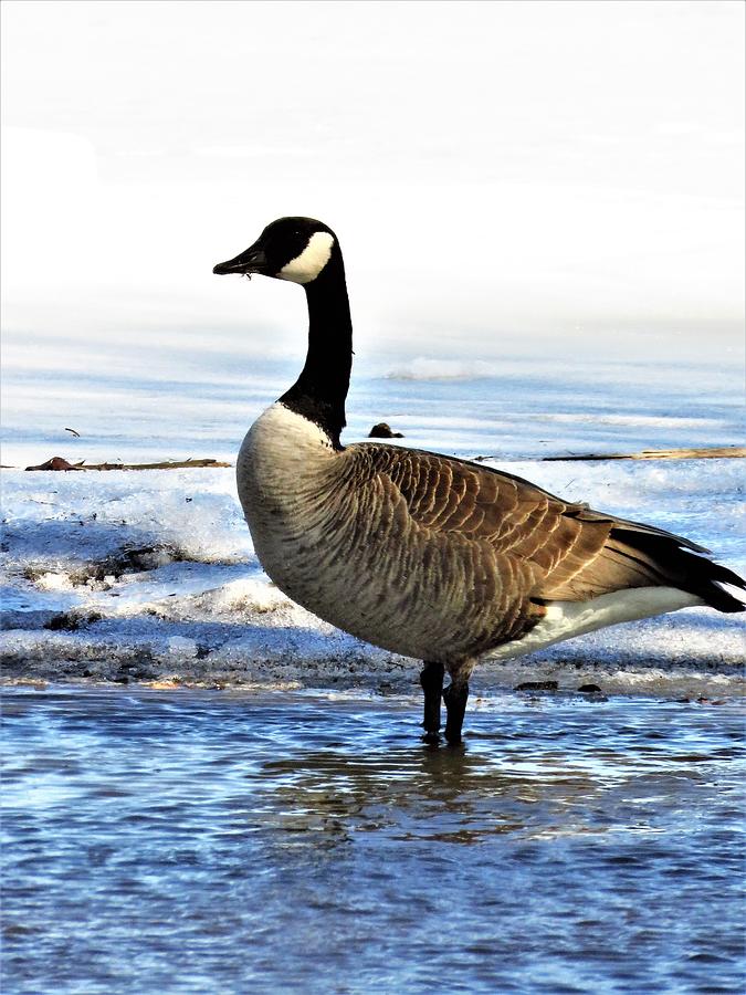 Canada Goose Photograph by Lori Frisch
