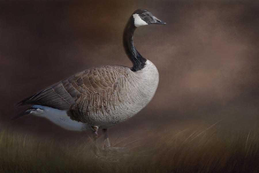 Canada Goose Photograph by Marilyn Wilson