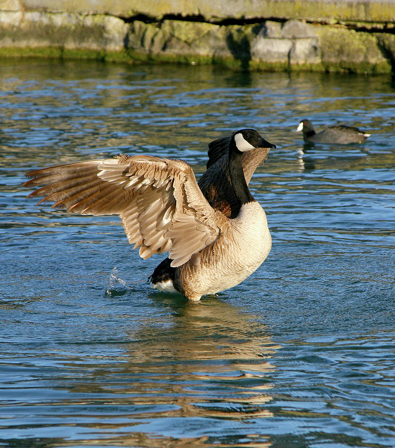 Canada Goose On The Lake Photograph by Marcie Gonzalez