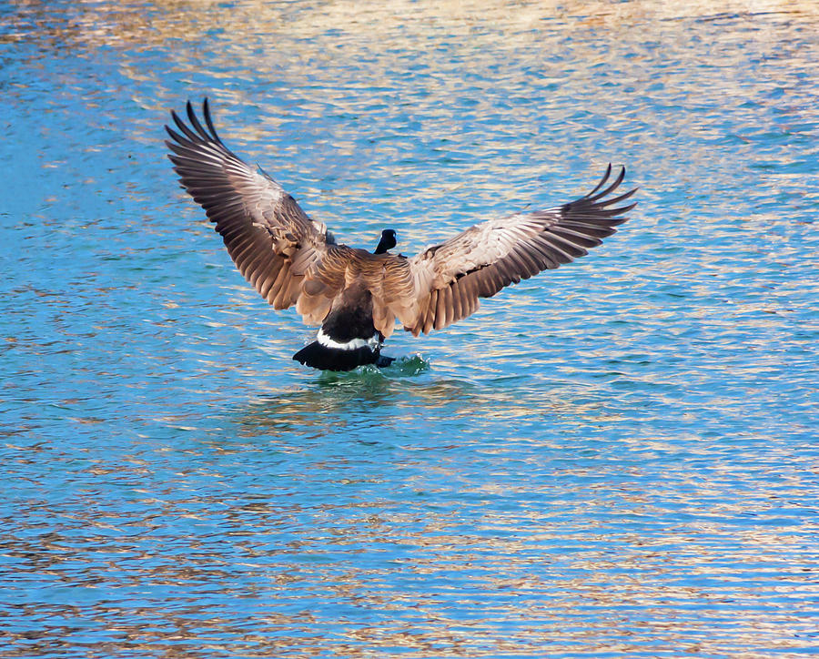 Canada Goose Landing On Water Photograph by Terry Walsh