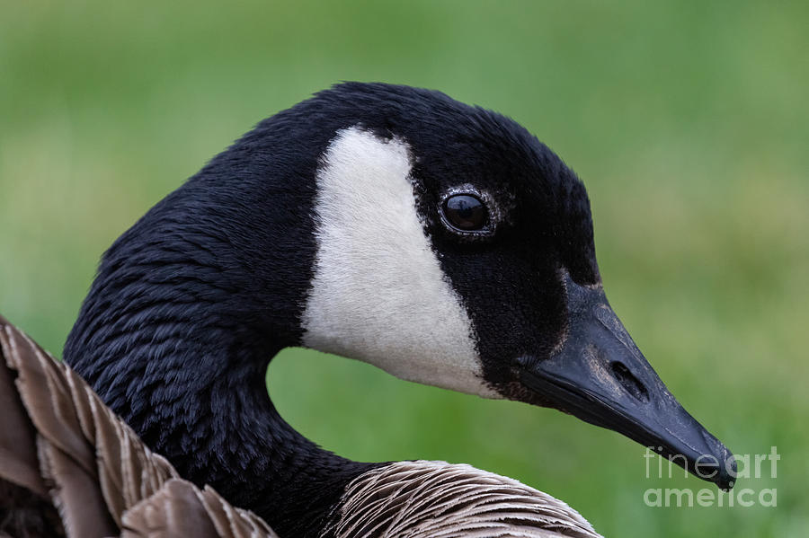Canada Goose Portrait Photograph by Alma Danison
