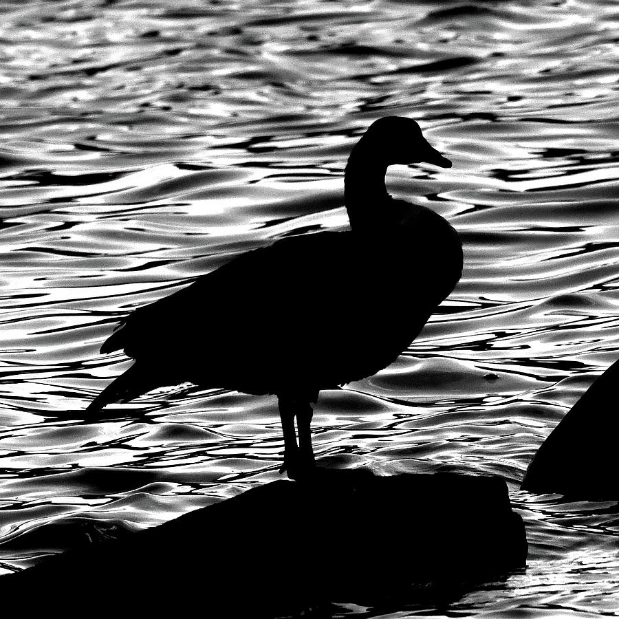 Canada Goose Silhouette Photograph by Ken Stampfer