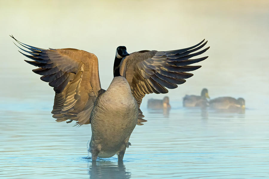 Canada Goose Wings 6236-121818-1 Photograph by Tam Ryan