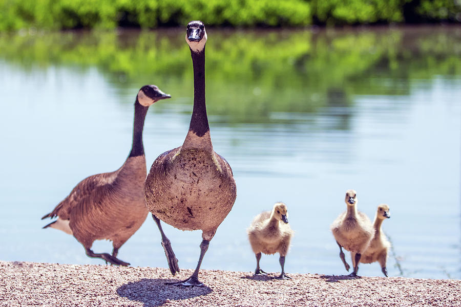 Canada Goslings and Adults 7503-041819-2 Photograph by Tam Ryan