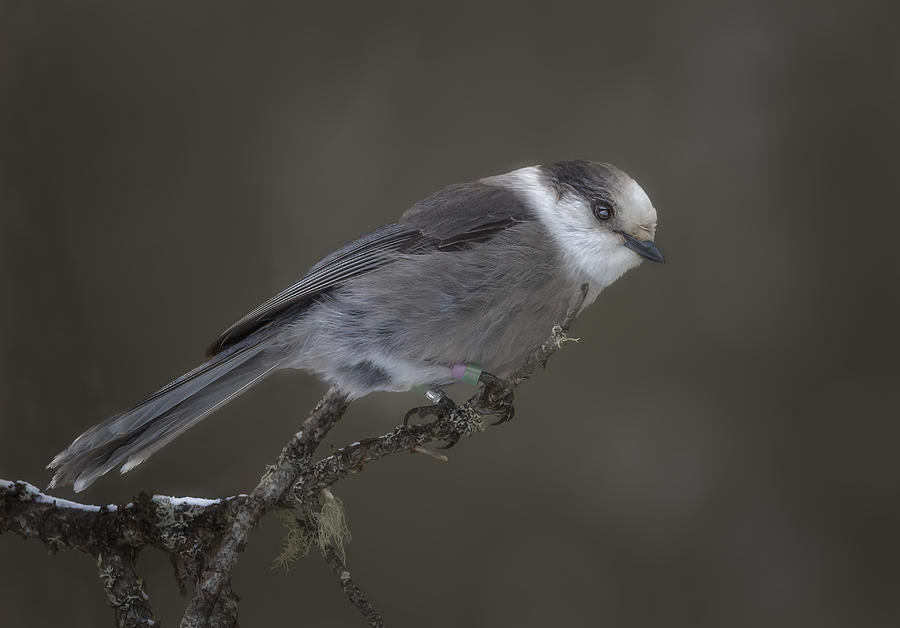 Canada Gray Jay Photograph by Molly Fu - Fine Art America