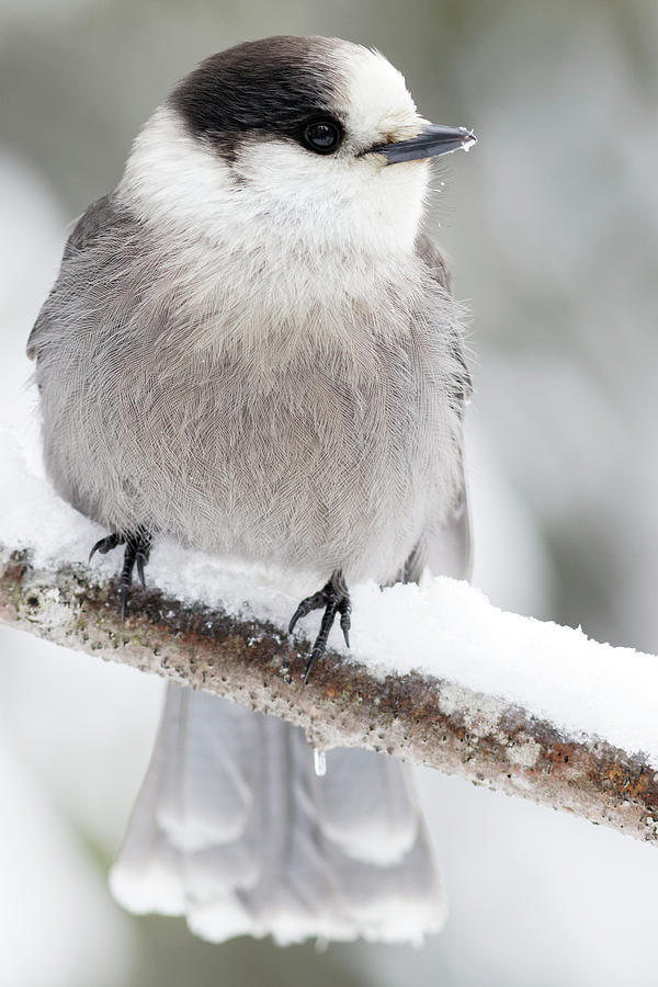 Canada Grey Jay Photograph by Romeo Andrei Cana