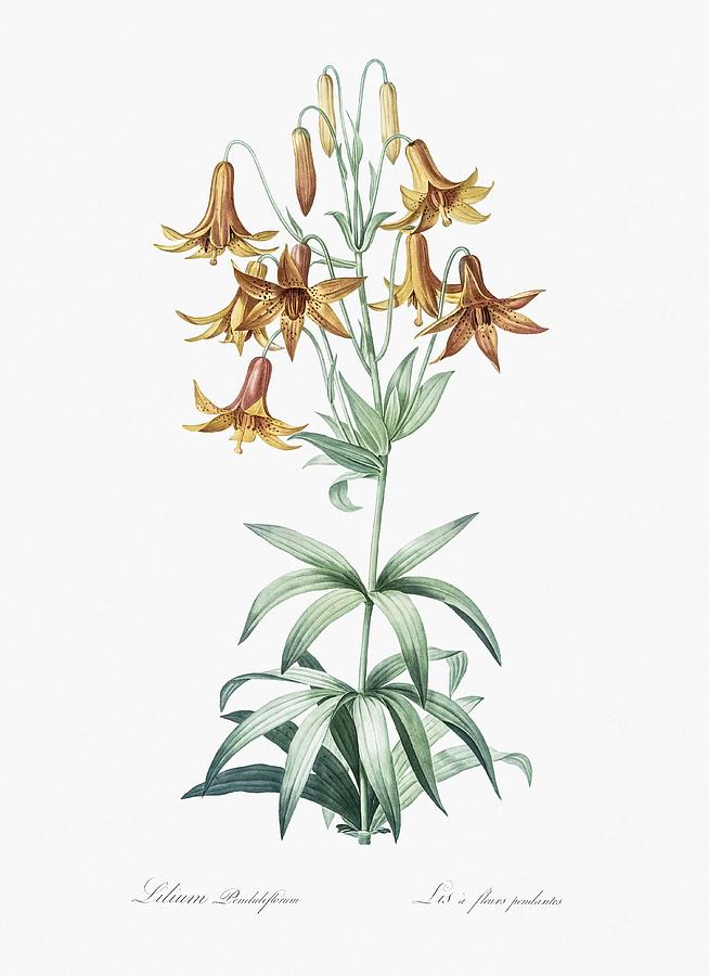 Spring Painting - Canada lily illustration from Les liliacees 1805 by Pierre Joseph Redoute 1759-1840 by Celestial Images