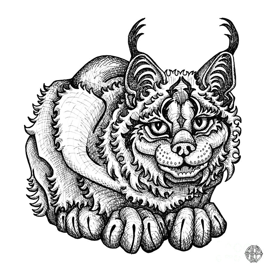 Canada Lynx Drawing by Amy E Fraser