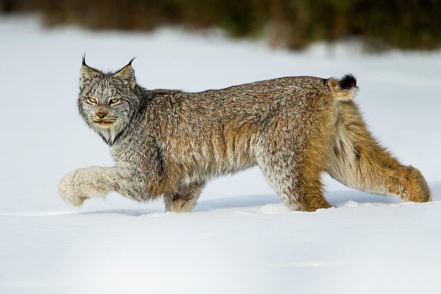 Canada Lynx In Winter Photograph by Sebastian Kennerknecht