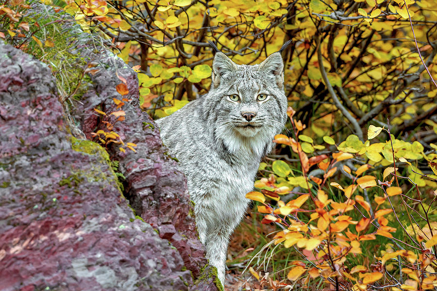 Canada Lynx Photograph by Jack Bell