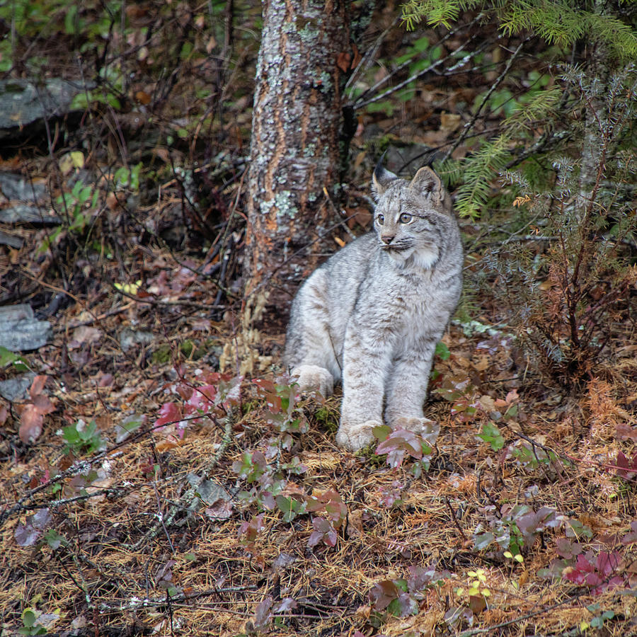 Canada Lynx Kitten  7335 by TL Wilson Photography Photograph by Teresa Wilson