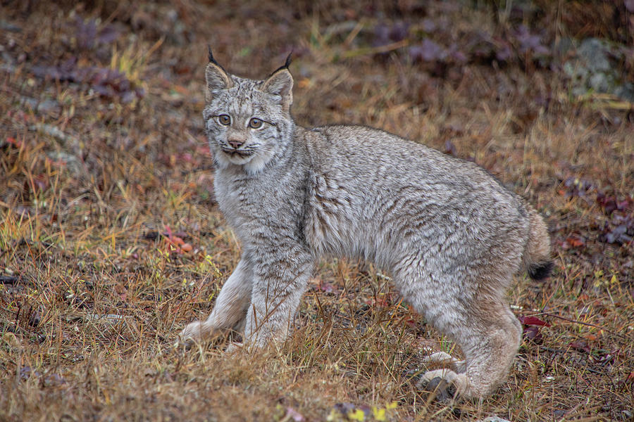 Canada Lynx Kitten  7392 by TL Wilson Photography Photograph by Teresa Wilson