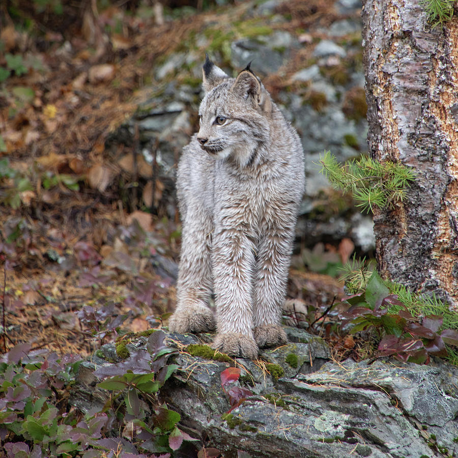 Canada Lynx Kitten 7524 by TL Wilson Photography Photograph by Teresa Wilson