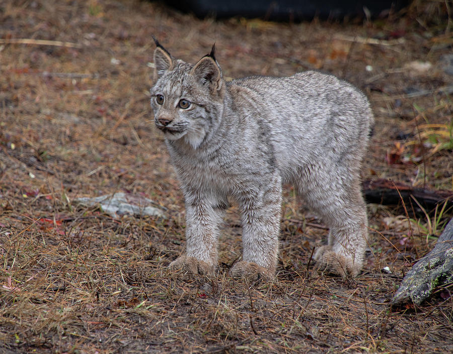 Canada Lynx Kitten 7545 by TL Wilson Photography Photograph by Teresa Wilson