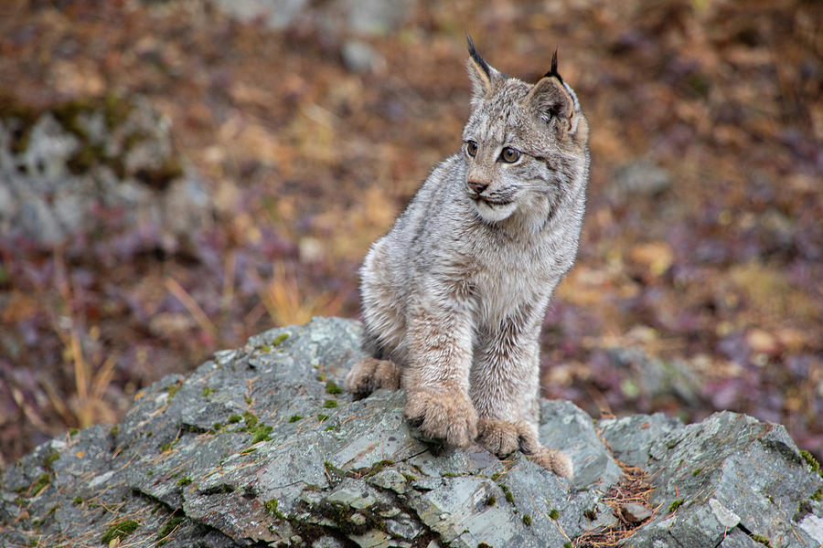Canada Lynx Kitten  7631 by TL Wilson Photography Photograph by Teresa Wilson