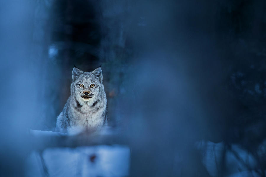 Canada Lynx Kitten In Winter Photograph by Sebastian Kennerknecht