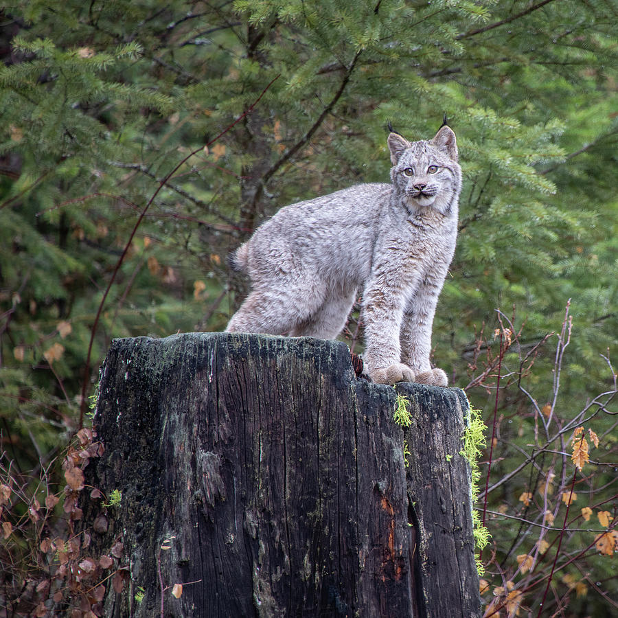 Canada Lynx Kitten on a Tree Stump by TL Wilson Photography Photograph by Teresa Wilson