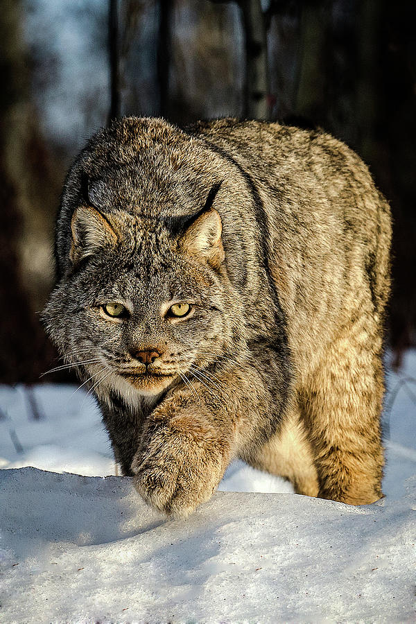 Canada Lynx Photograph by Steve Donnelly - Fine Art America