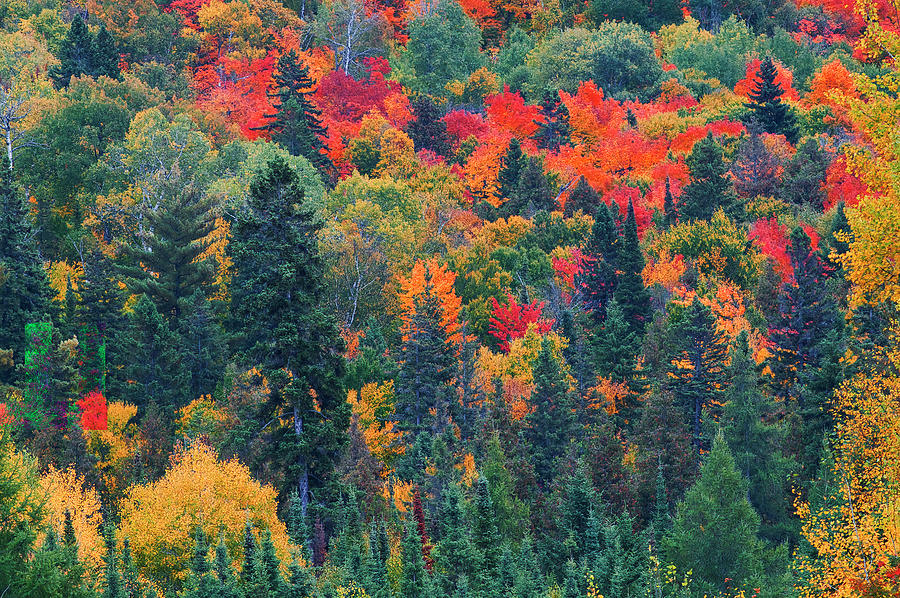 Canada, Ontario, Mississauga Provincial Photograph by Jaynes Gallery ...