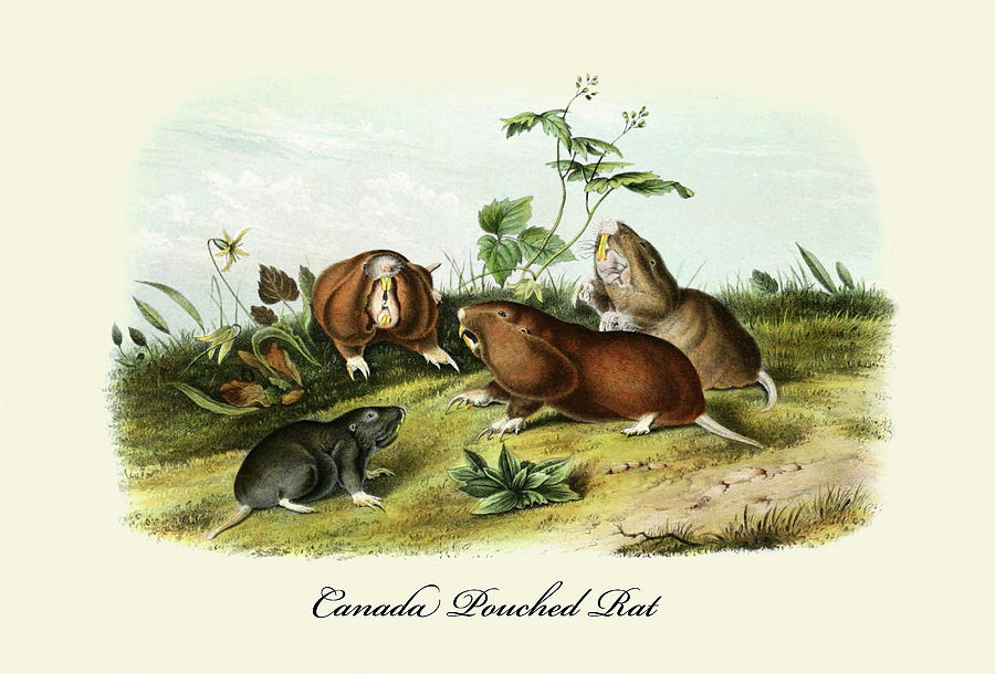 Canada Pouched Rat Painting by John Joseph Audubon