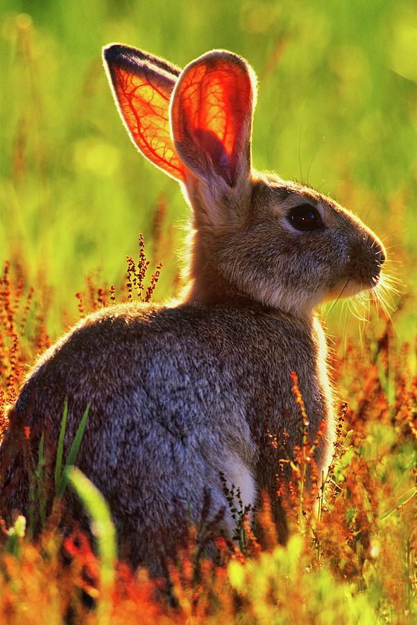 Canada, Vancouver Island, Rabbit Photograph by Don White Fine Art America