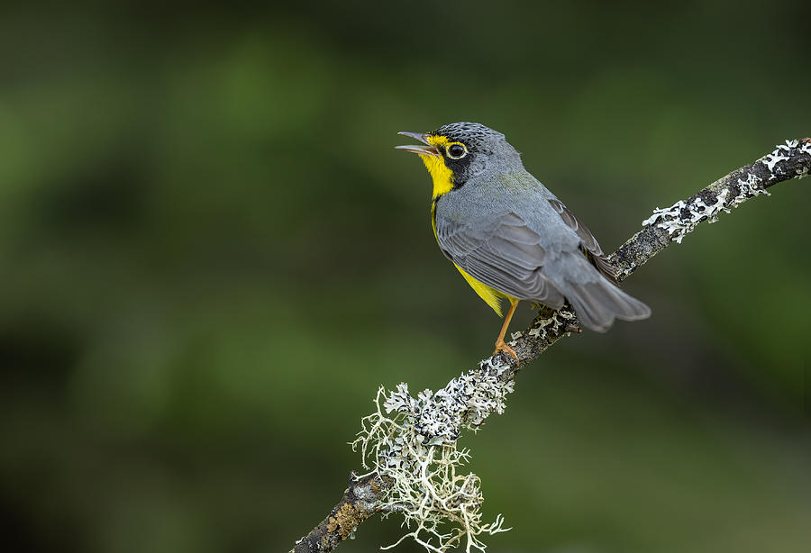 Wildlife Photograph - Canada Warbler by Donald Luo